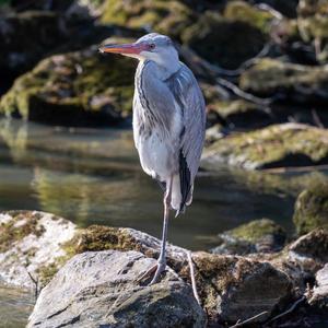 Grey Heron