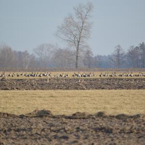 Greater White-fronted Goose