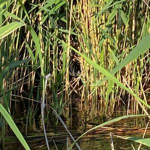 Common Moorhen