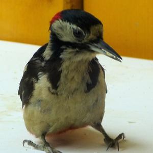 Great Spotted Woodpecker