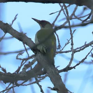 Eurasian Green Woodpecker