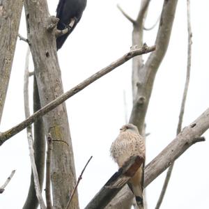 Common Kestrel