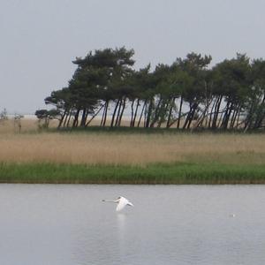 Mute Swan