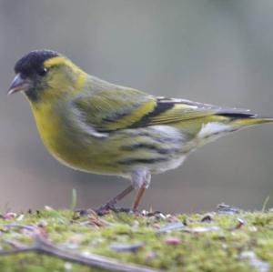 Eurasian Siskin