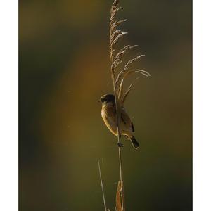 European stonechat