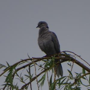 Eurasian Collared-dove