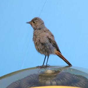 Black Redstart