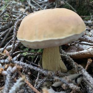 Bitter Bolete