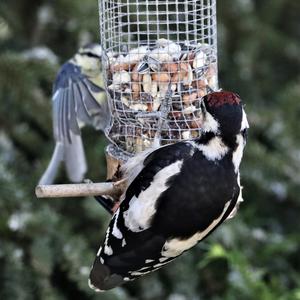 Great Spotted Woodpecker