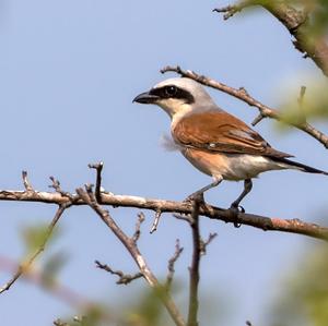 Red-backed Shrike