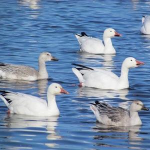 Snow Goose