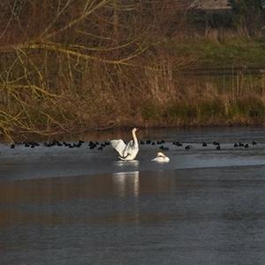 Höckerschwan