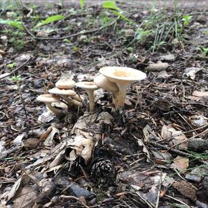 Funnel Clitocybe