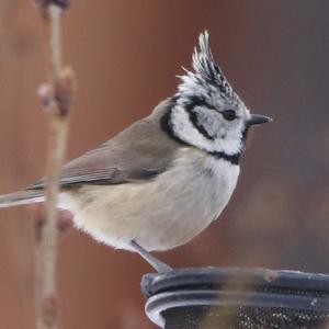 Crested Tit