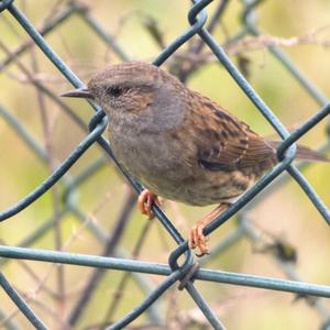 Hedge Accentor