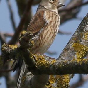 Eurasian Linnet