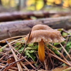 Trumpet Chanterelle