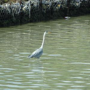 Grey Heron