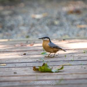 Wood Nuthatch