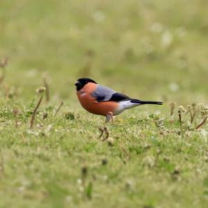 Eurasian Bullfinch