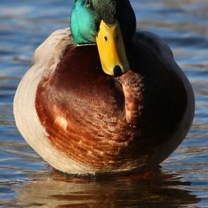 Mallard