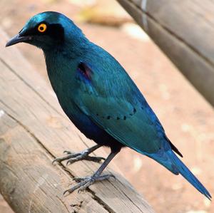 Red-shouldered Glossy-starling