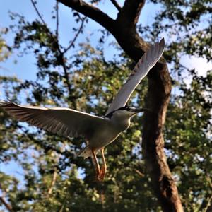 Black-crowned Night-heron