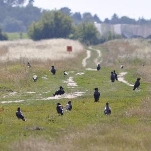 Hooded Crow