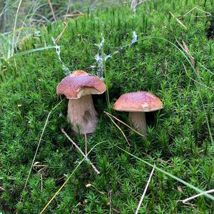 King Bolete