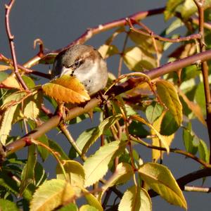 House Sparrow