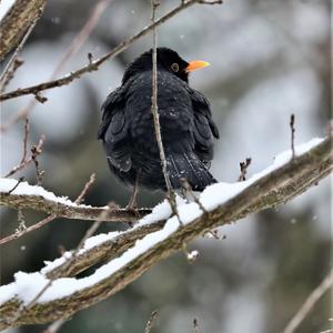 Eurasian Blackbird