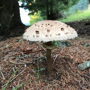 Parasol Mushroom