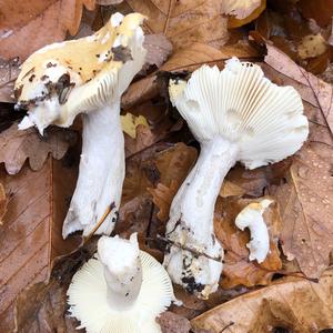 Yellow-ochre Russula