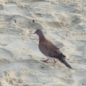 Laughing Dove