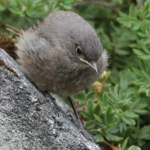 Black Redstart