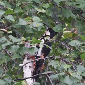 Great Spotted Woodpecker