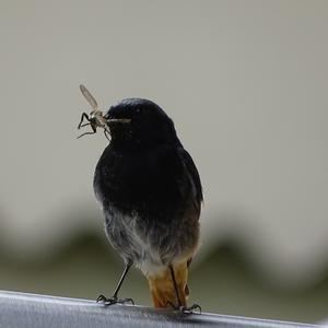 Black Redstart