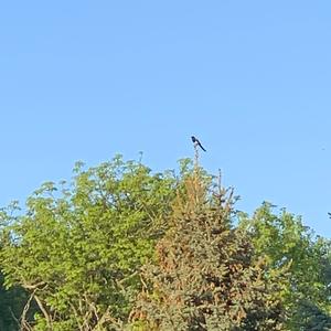 Black-billed Magpie