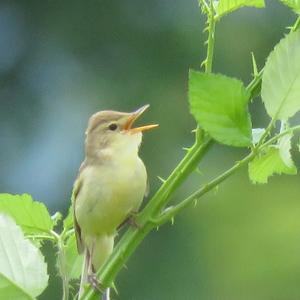 Melodious Warbler