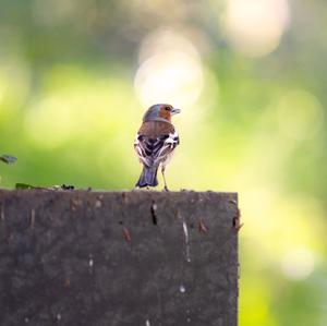 Eurasian Chaffinch