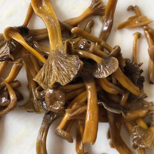 Trumpet Chanterelle