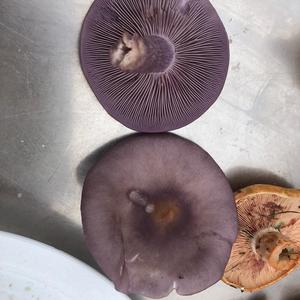 Wood Blewit