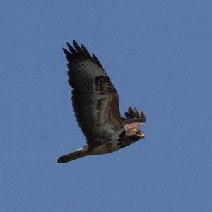 Common Buzzard