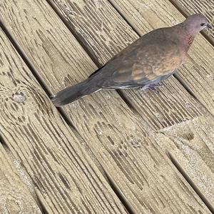 Laughing Dove