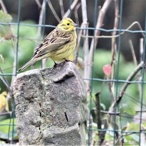 Yellowhammer