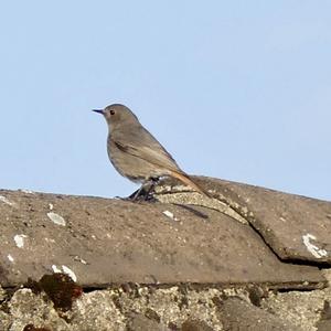 Black Redstart