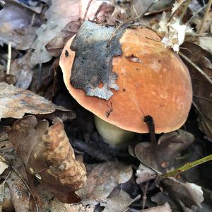 Dotted-stem Bolete