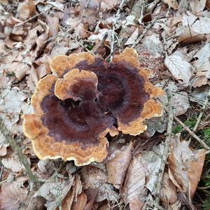 Pine Dye Polypore