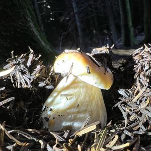 King Bolete