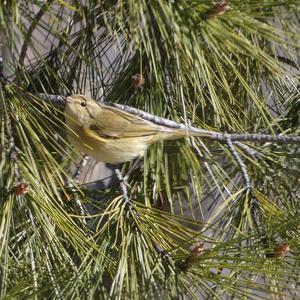 Common Chiffchaff